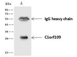 C1orf109 Antibody in Immunoprecipitation (IP)