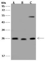 C1orf109 Antibody in Western Blot (WB)