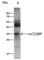 C1QBP Antibody in Immunoprecipitation (IP)