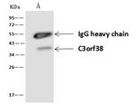 C3orf38 Antibody in Immunoprecipitation (IP)