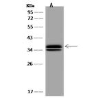 C3orf38 Antibody in Western Blot (WB)