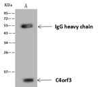 C4orf3 Antibody in Immunoprecipitation (IP)
