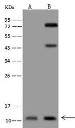 C4orf3 Antibody in Western Blot (WB)