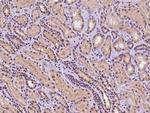 C9orf40 Antibody in Immunohistochemistry (Paraffin) (IHC (P))
