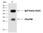 C9orf40 Antibody in Immunoprecipitation (IP)