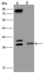 C9orf40 Antibody in Western Blot (WB)