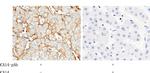 Carbonic Anhydrase XIV Antibody in Immunohistochemistry (Paraffin) (IHC (P))