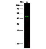 Carbonic Anhydrase XIV Antibody in Western Blot (WB)