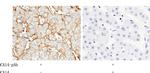Carbonic Anhydrase XIV Antibody in Immunohistochemistry (Paraffin) (IHC (P))