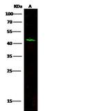 Carbonic Anhydrase XIV Antibody in Western Blot (WB)