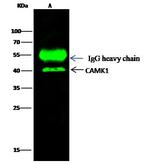 CaMKI Antibody in Immunoprecipitation (IP)