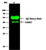 CaMKI Antibody in Immunoprecipitation (IP)