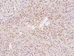 CaMKII alpha Antibody in Immunohistochemistry (Paraffin) (IHC (P))