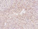 CaMKII alpha Antibody in Immunohistochemistry (Paraffin) (IHC (P))