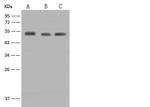 CaMKII alpha Antibody in Western Blot (WB)