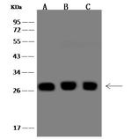 Calpain S1 Antibody in Western Blot (WB)