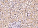 CBWD1 Antibody in Immunohistochemistry (Paraffin) (IHC (P))