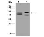 CBWD1 Antibody in Western Blot (WB)