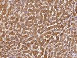 CC2D1A Antibody in Immunohistochemistry (Paraffin) (IHC (P))