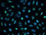 CCDC137 Polyclonal Antibody