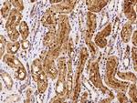 CCDC137 Antibody in Immunohistochemistry (Paraffin) (IHC (P))