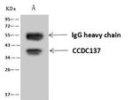 CCDC137 Antibody in Immunoprecipitation (IP)