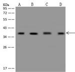 CCDC137 Antibody in Western Blot (WB)