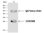 CCDC90B Antibody in Immunoprecipitation (IP)