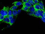 CCR3 Antibody in Immunocytochemistry (ICC/IF)