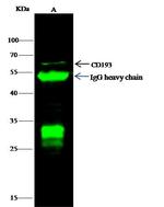 CCR3 Antibody in Immunoprecipitation (IP)