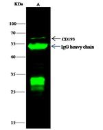 CCR3 Antibody in Immunoprecipitation (IP)