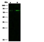 CCR3 Antibody in Western Blot (WB)