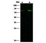 CCR3 Antibody in Western Blot (WB)
