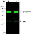CD40 Antibody in Immunoprecipitation (IP)