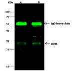 CD40 Antibody in Immunoprecipitation (IP)