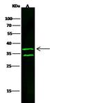 CD40 Antibody in Western Blot (WB)