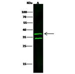 CD40 Antibody in Western Blot (WB)