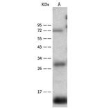 CD59 Polyclonal Antibody
