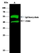 CD86 Antibody in Immunoprecipitation (IP)