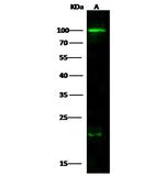 CD86 Polyclonal Antibody