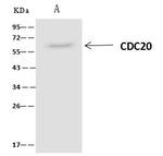 Cdc20 Antibody in Immunoprecipitation (IP)