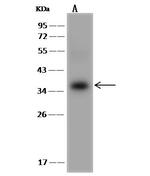Cdc34 Antibody in Western Blot (WB)