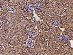 Cdc37 Antibody in Immunohistochemistry (Paraffin) (IHC (P))