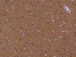 CEND1 Polyclonal Antibody
