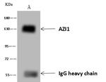 CEP131 Antibody in Immunoprecipitation (IP)