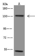 CEP131 Polyclonal Antibody