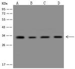 CHMP4A Antibody in Western Blot (WB)