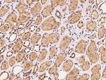 CHMP5 Antibody in Immunohistochemistry (Paraffin) (IHC (P))