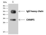 CHMP5 Antibody in Immunoprecipitation (IP)