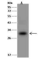 CHMP5 Antibody in Western Blot (WB)